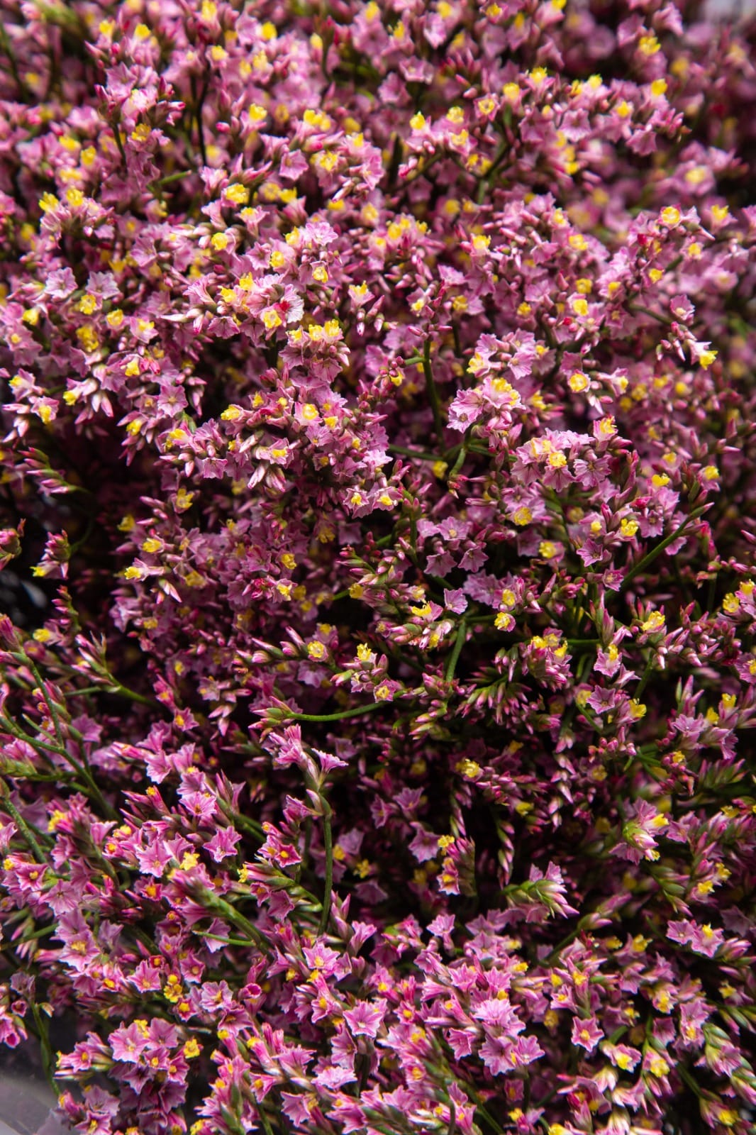 Flower gallery image 1